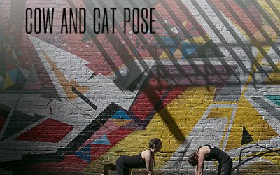 Pose of the Week Guide: Cow & Cat Pose