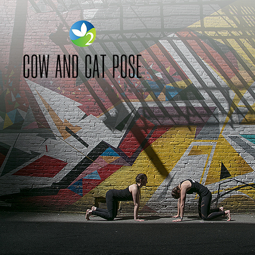 Pose of the Week Guide: Cow & Cat Pose