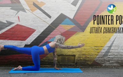 Pose of the Week Guide: Pointer Pose/Bird Dog Pose