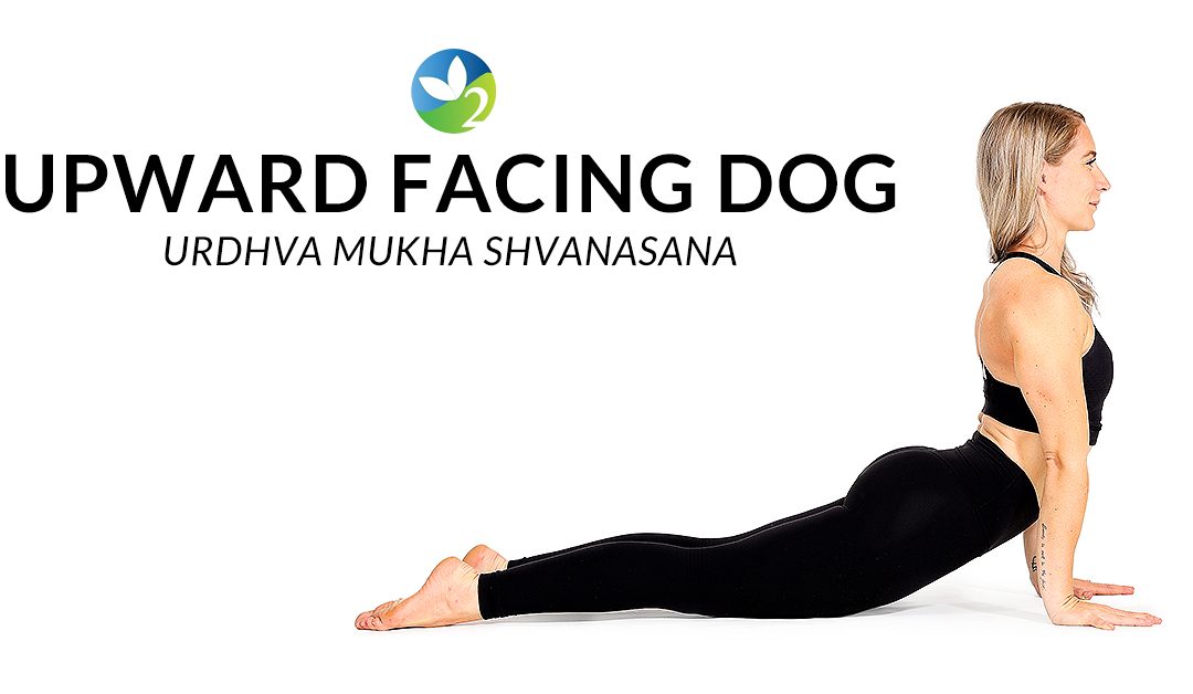 Upward Facing Dog Yoga Pose. Fitness Exercise for Body Stock Vector -  Illustration of balance, male: 163647032