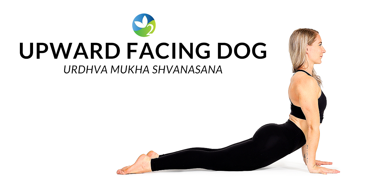 Pose of the Week Guide Upward Facing Dog Pose Oxygen Yoga Fitness